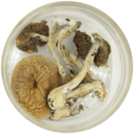 African Cubensis (Panaeolus africanus) | 3 Amigos Canada