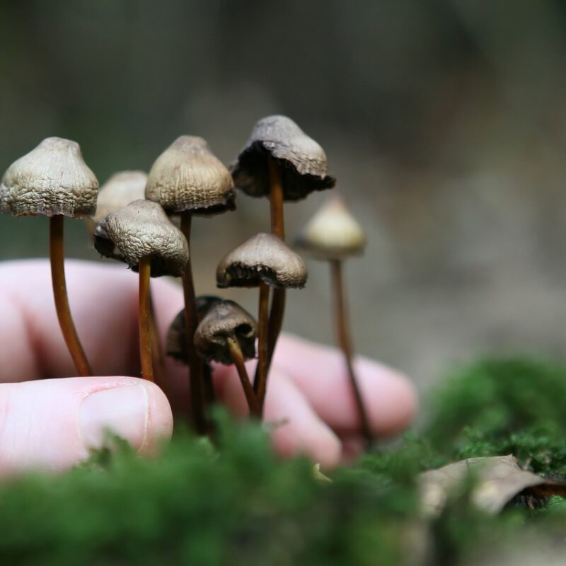 Guide to Magic Mushrooms | 3 Amigos Canada
