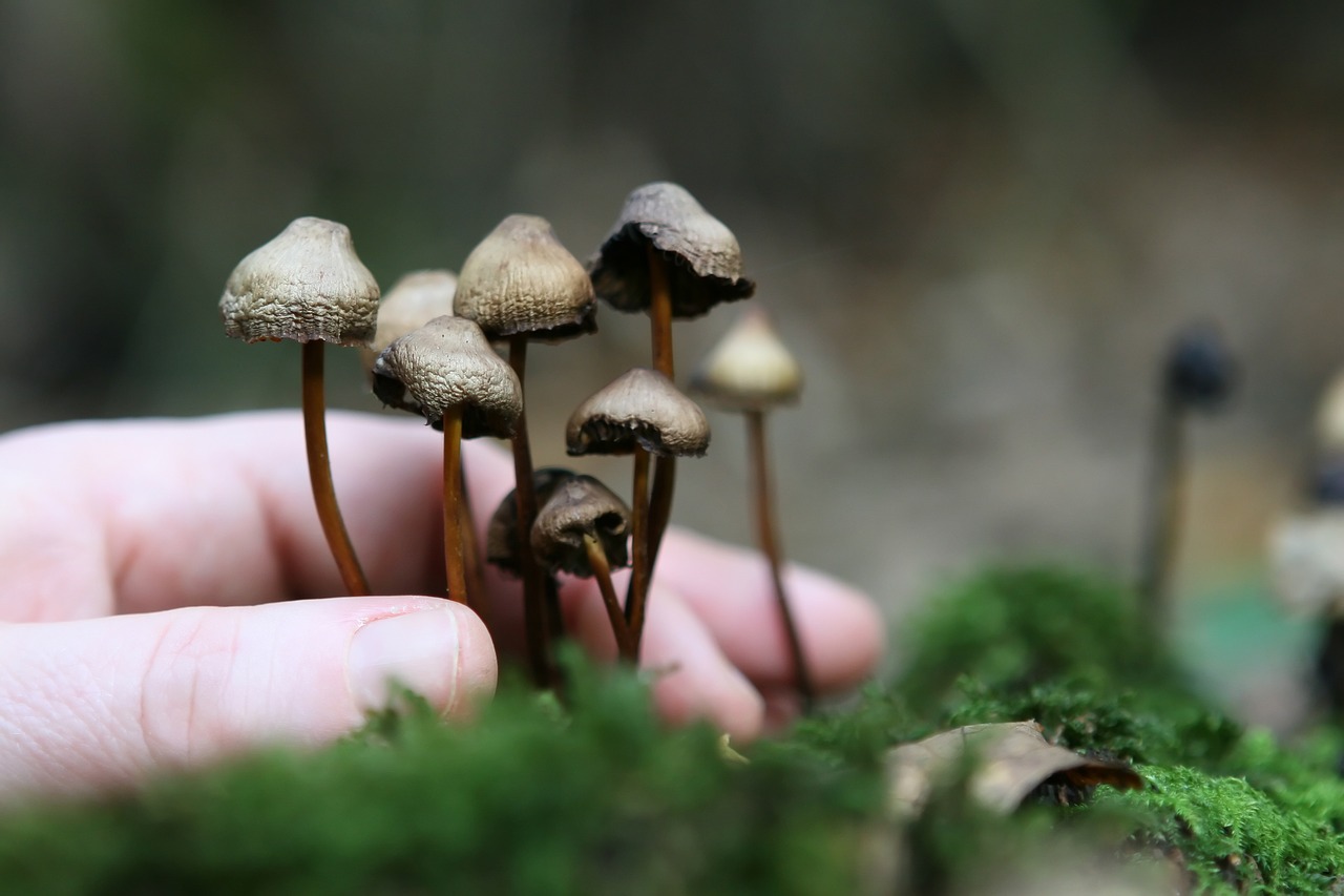 Cultivating Magic Mushrooms: A Deep Dive into Mycelium Growth