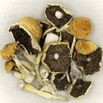 Penis Envy Cubensis | 3 Amigos Canada