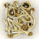 Texas Yellow Cap | 3 Amigos Canada