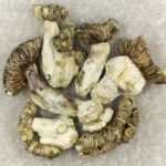 White Burma | 3 Amigos Canada
