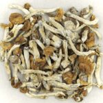 Florida White | 3 Amigos Canada