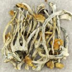 Amazonian Cubensis | 3 Amigos Canada
