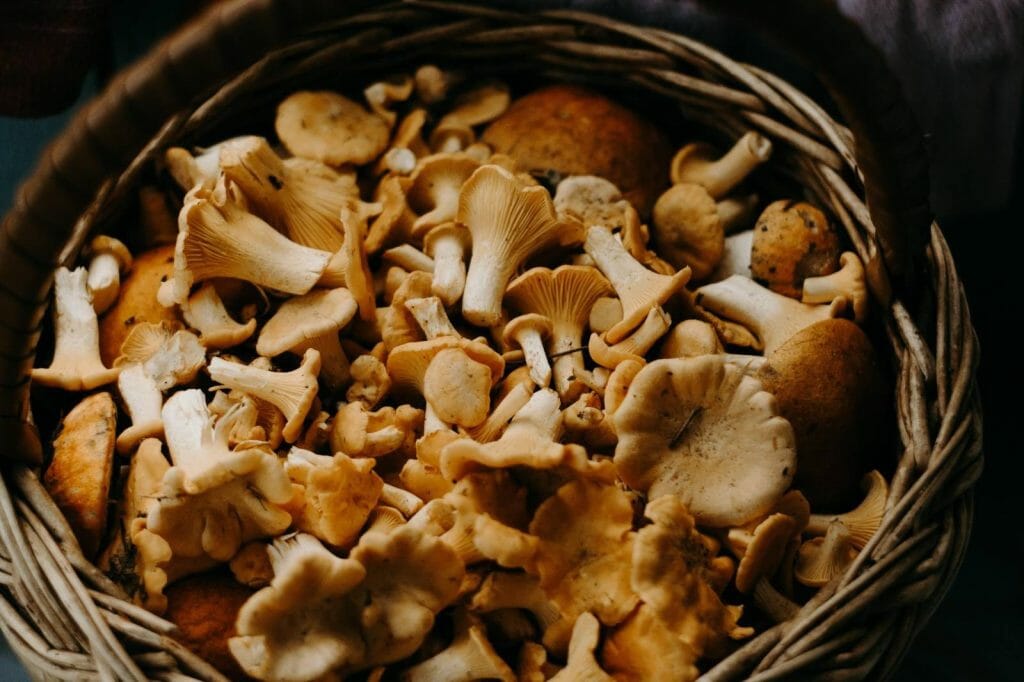 How to Store Shrooms Properly Buy shrooms online 3 Amigos Canada