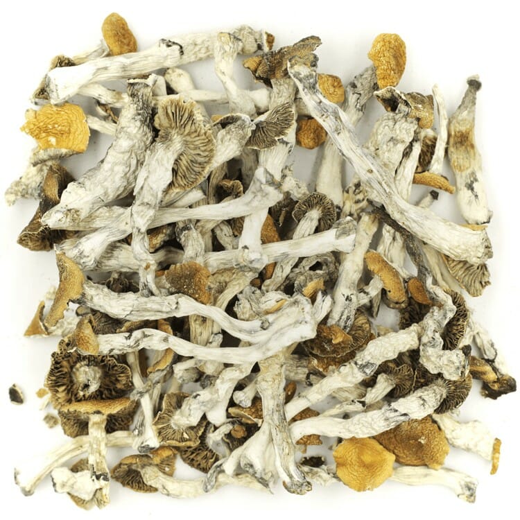 What are the Best Shrooms Online? Mush Golden Teacher at 3 Amigos Canada