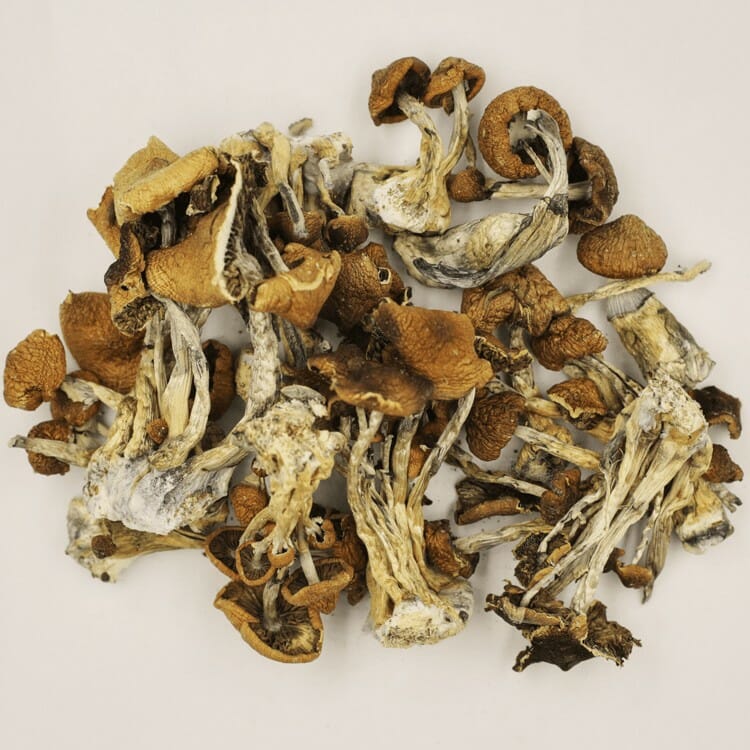 A New Trend In Wellness Is Psilocybe Cubensis And Microdosing Psilocybe Cubensis at 3 Amigos Canada