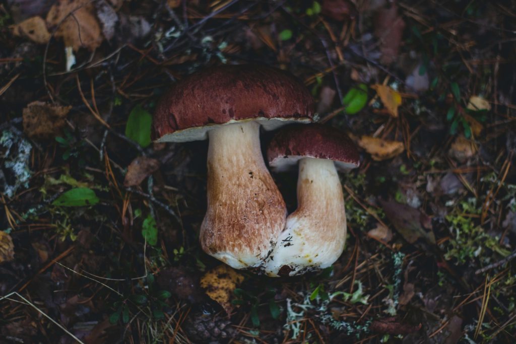 Looking for High-Quality Magic Mushrooms? Choose 3 Amigos Canada Amazonian Cubensis at 3 Amigos Canada