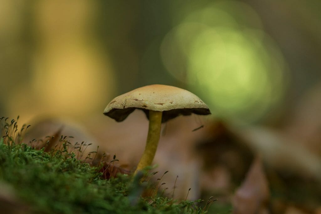 Sourcing High-Quality Magic Mushrooms psilocybe cubensis at 3 Amigos Canada