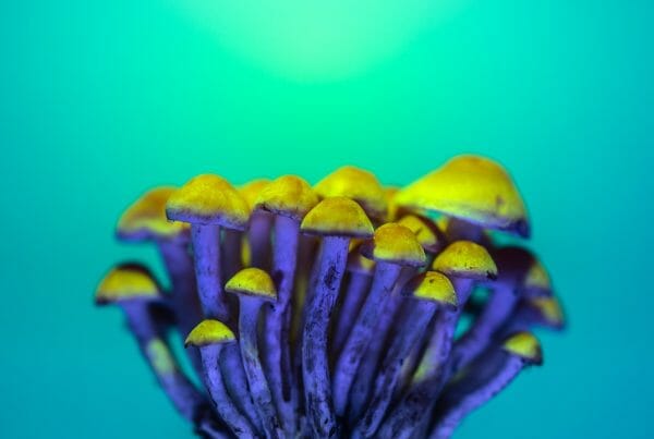 LSD Edibles