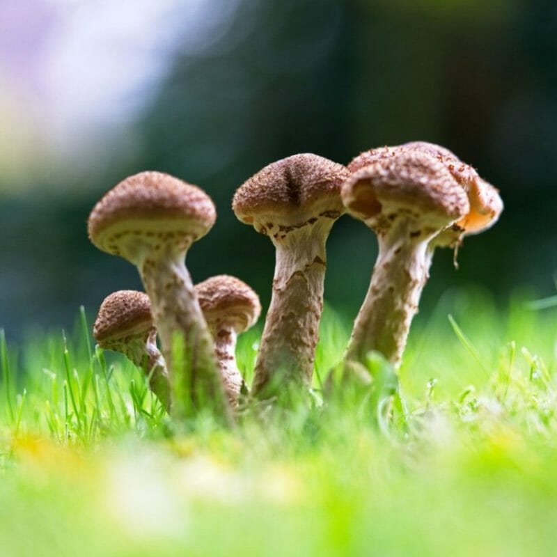 Mushroom Dispensary | 3 Amigos Canada