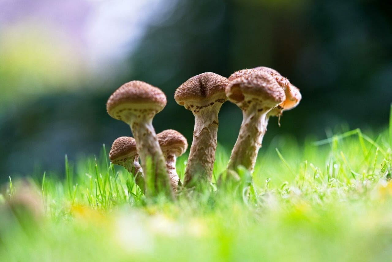 Why Should You Opt for a Mushroom Dispensary?