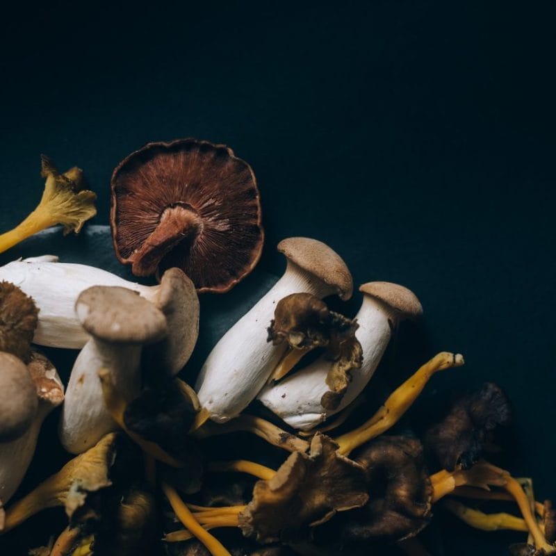 Dried Shrooms | 3 Amigos Canada