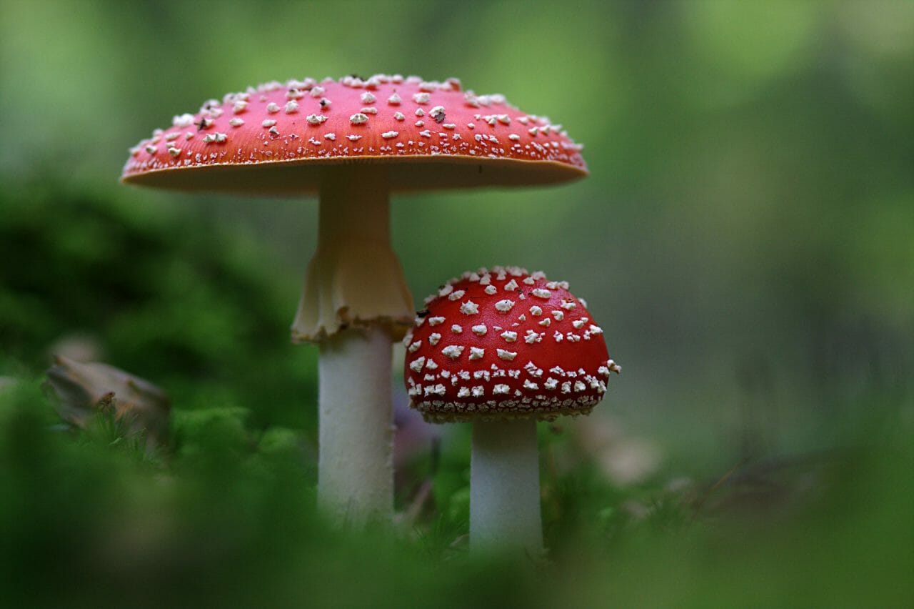 The Ascendancy of Magic Mushrooms in Canada: Top Varieties to Explore