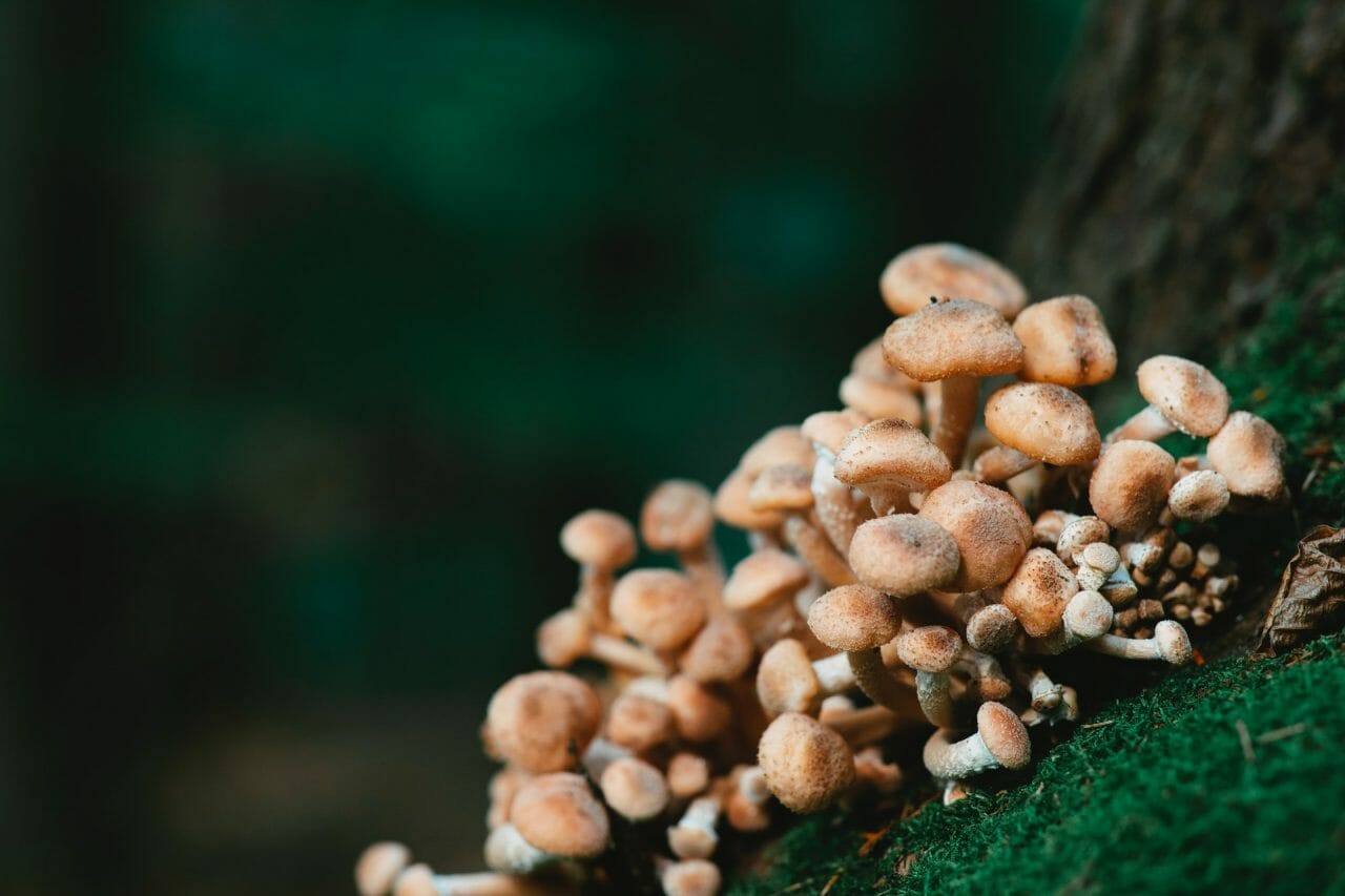 <div>
    <h1>How Mushroom Dispensary Contributes to Depression Treatment</h1>
    <p>Depression is a widespread mental health issue faced by millions worldwide. The <strong>Mushroom Dispensary</strong> provides a natural, alternative solution to conventional treatments.</p>
    <p>It is critical to understand that the consumption of <strong>psilocybin mushrooms</strong>, offered by our dispensary, should only be done under professional guidance. We strongly advocate for a responsible and educated approach towards the use of our products. </p>
    <p>For those interested in learning more about how our Mushroom Dispensary can assist in treating depression, we encourage you to navigate through our website using the links provided below.</p>
    <ul>
        <li><a href=