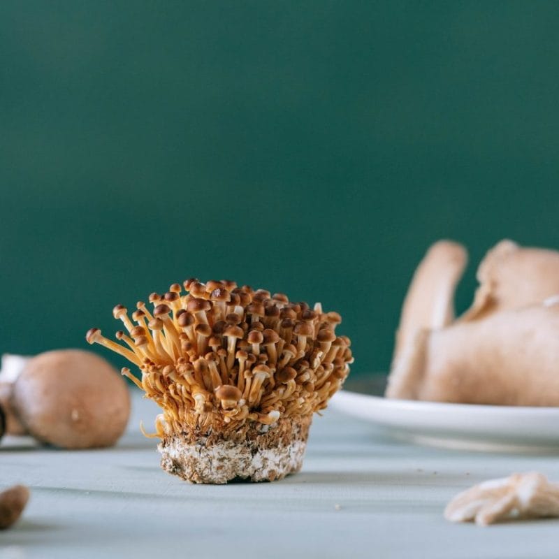 Buy Magic Mushroom | 3 Amigos Canada