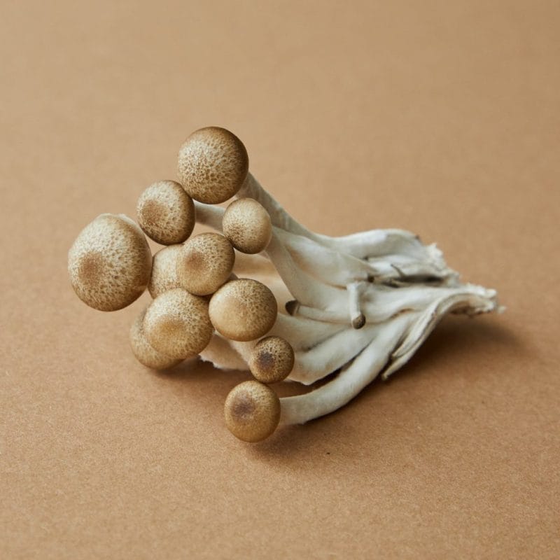 strongest mushroom strain | 3 Amigos Canada