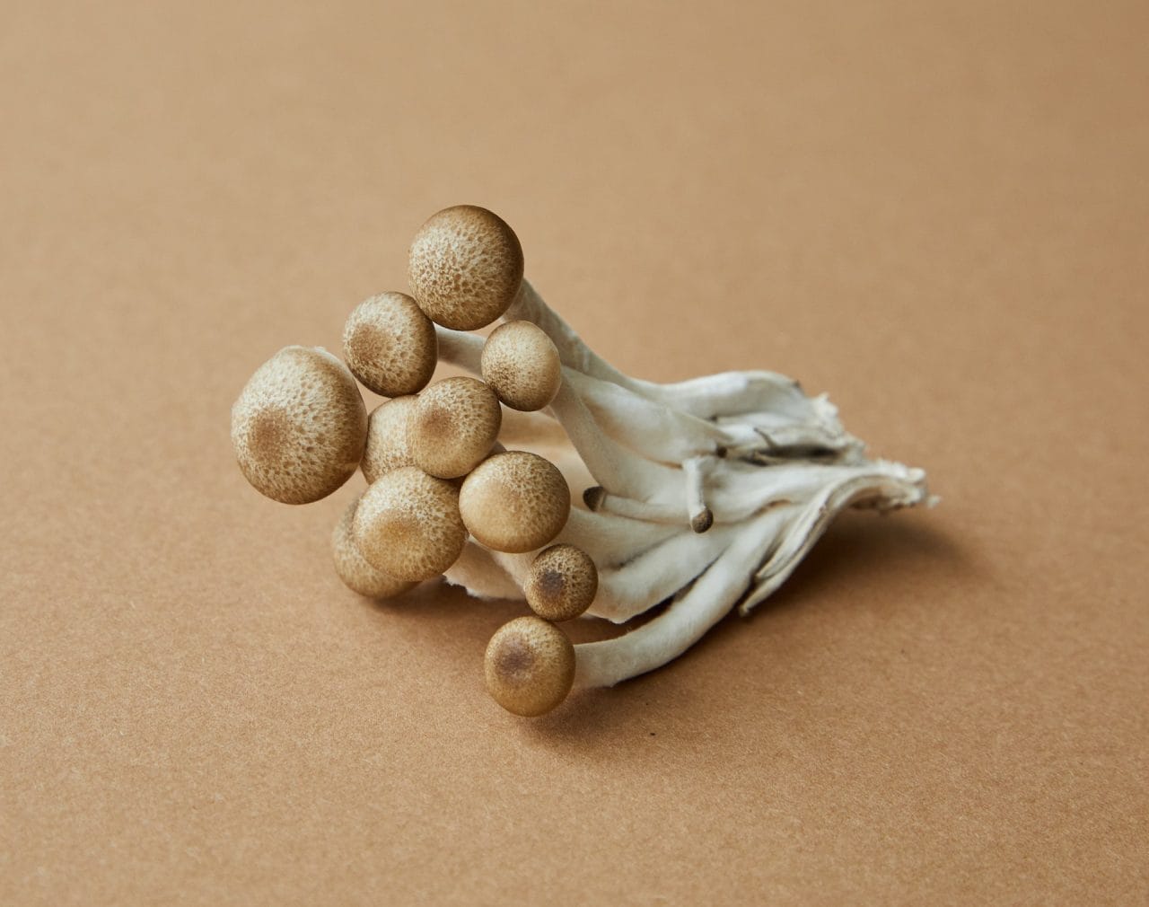 Delving Deeper into Penis Envy: An Examination of the Most Potent Mushroom Strain