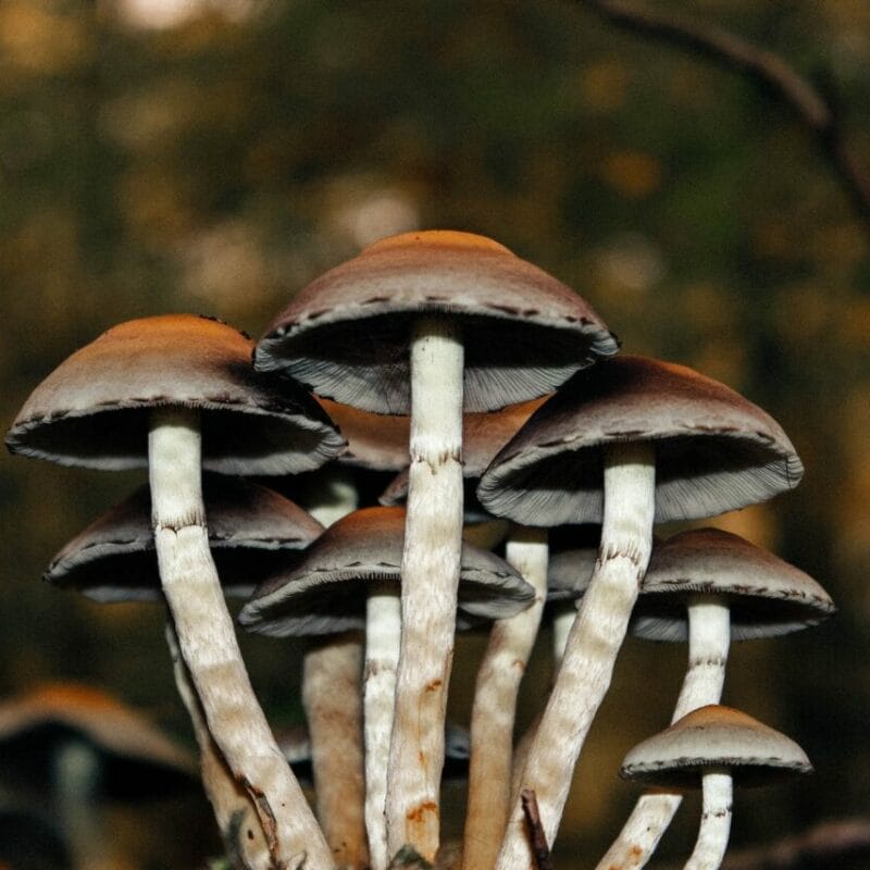 | 3 Amigos Canada Microdose Mushrooms | 3 Amigos Canada