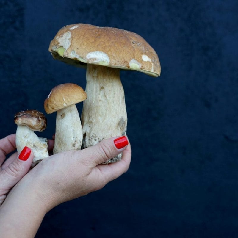 Shrooms Online | 3 Amigos Canada