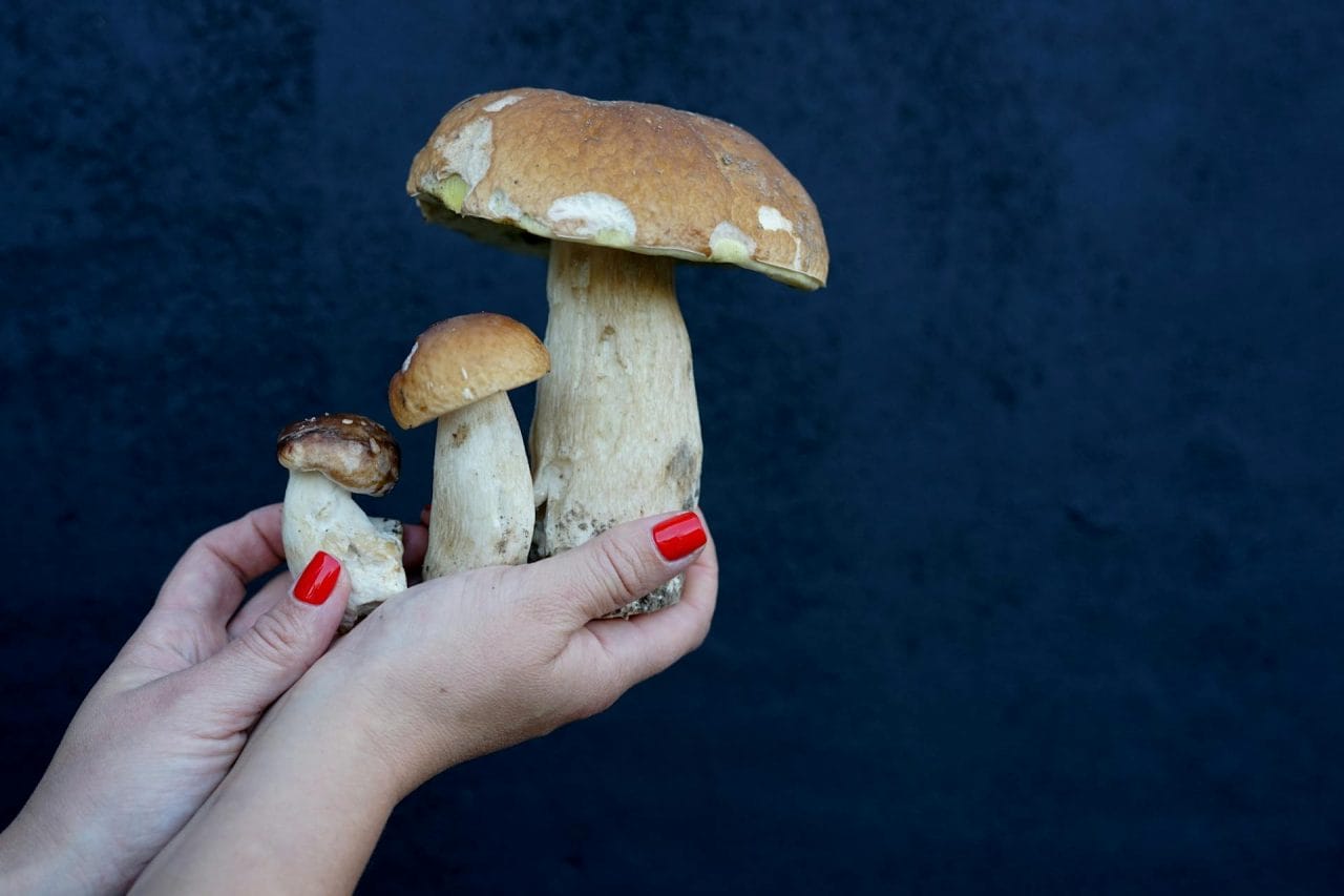 Five Highly Recommended Mushrooms to Try Near You