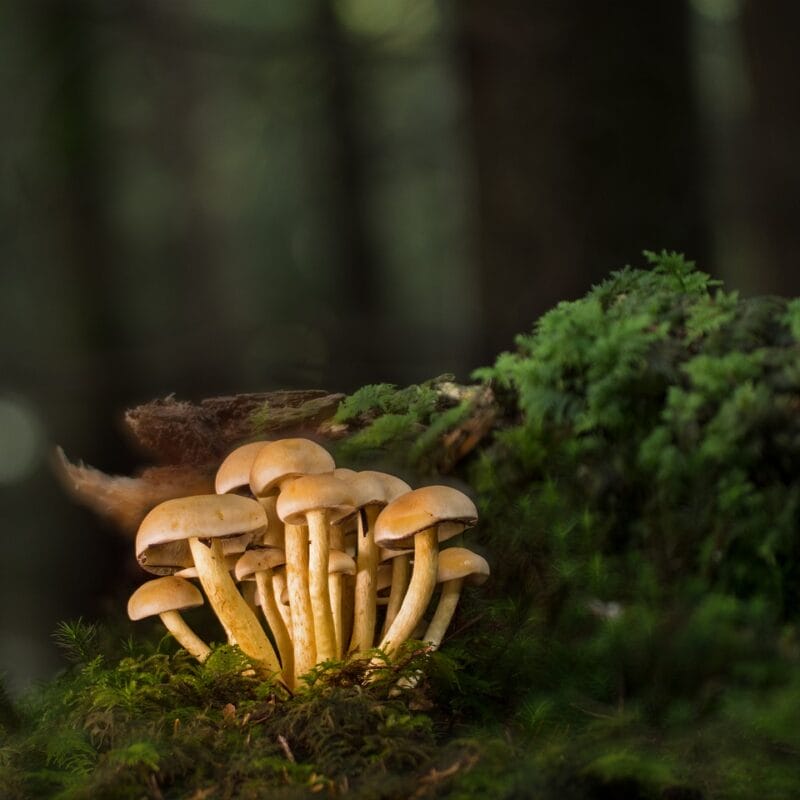 Buy Shrooms Online and Discover the Sweetest Shroom Options | 3 Amigos Canada
