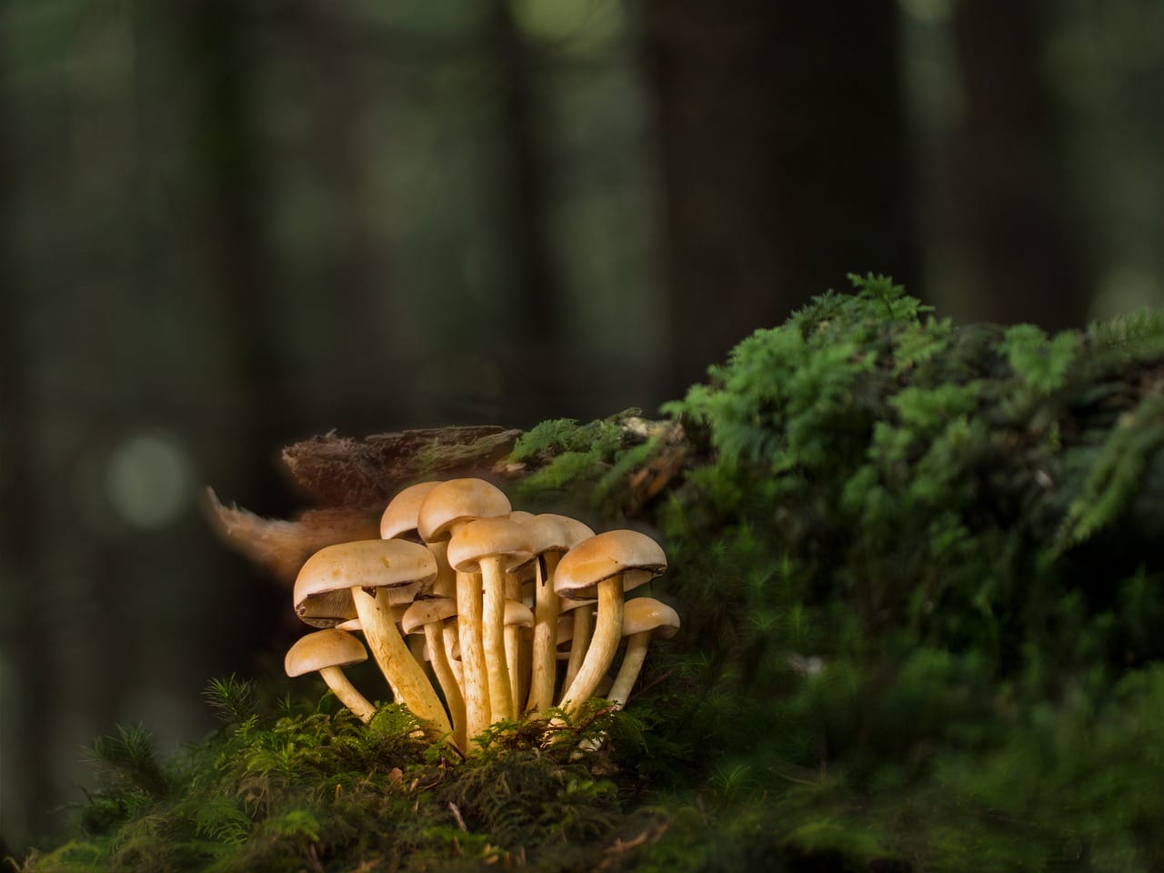 Purchase Mushrooms Online and Explore the Best Selection of Shrooms