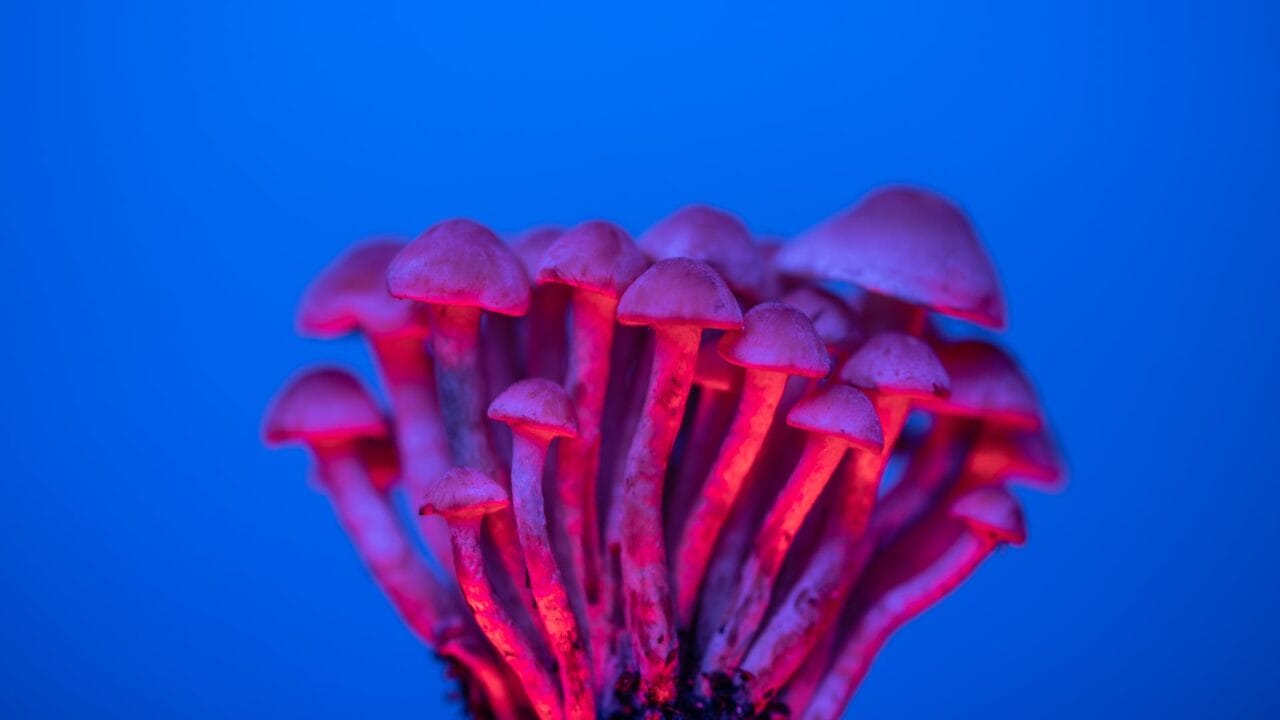 Delivery of Shrooms for Improving Cognitive Abilities: A Dive into the Benefits of Nootropics
