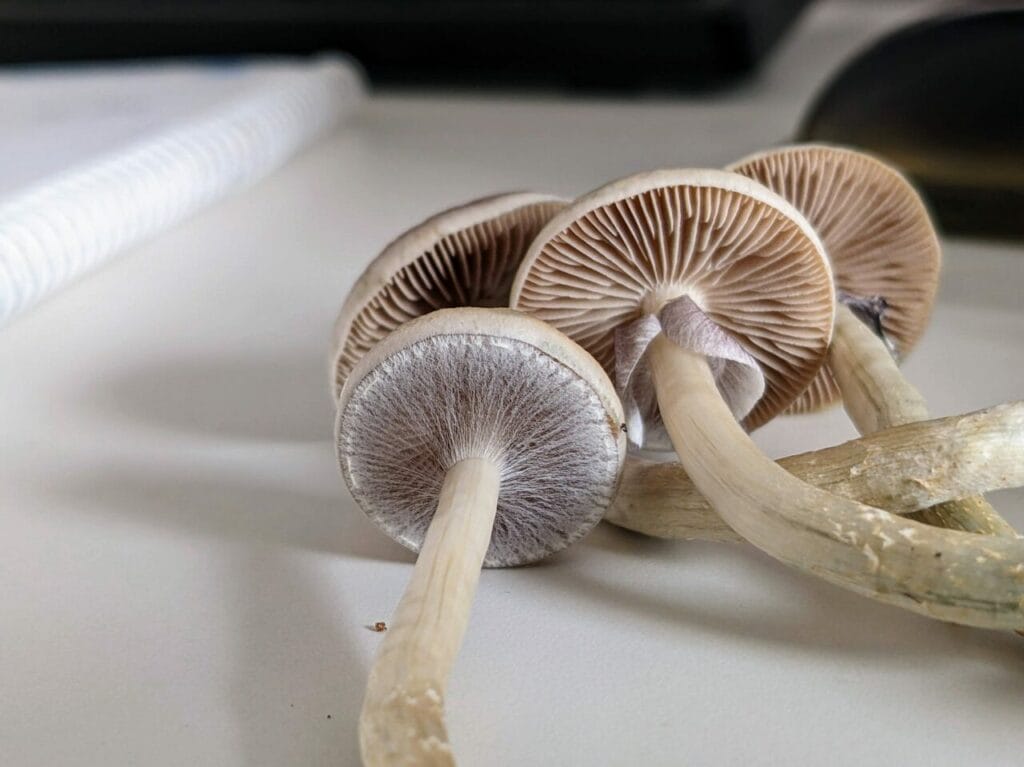 Magic Mushrooms at 3 Amigos Canada