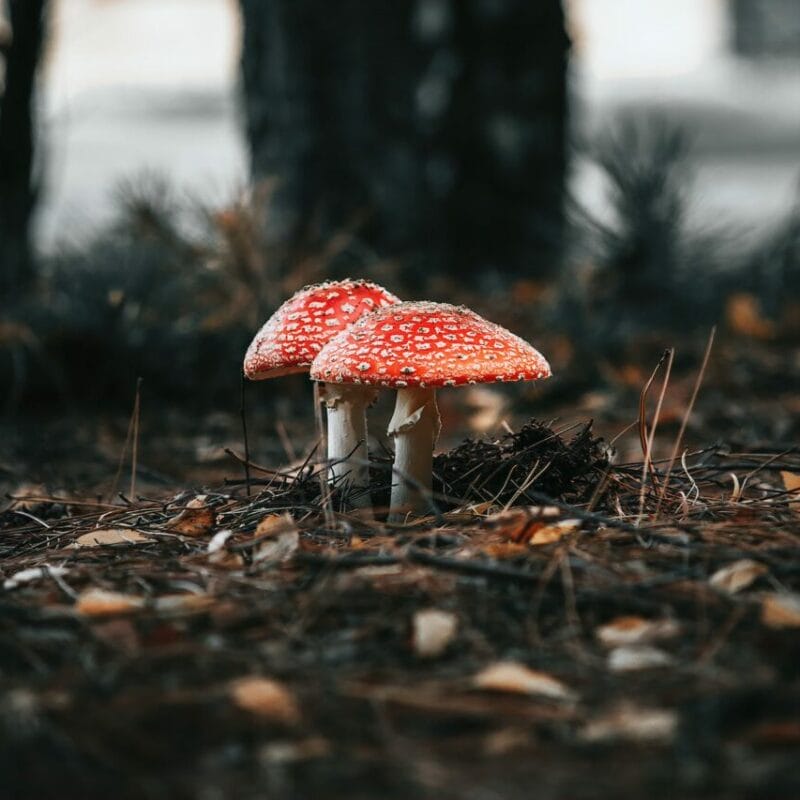 Shroom online delivery at Zoomies Canada | 3 Amigos Canada