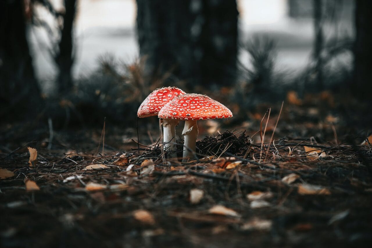 The Emergence of Psilocybin: Its Production, Exploration, and Future Directions