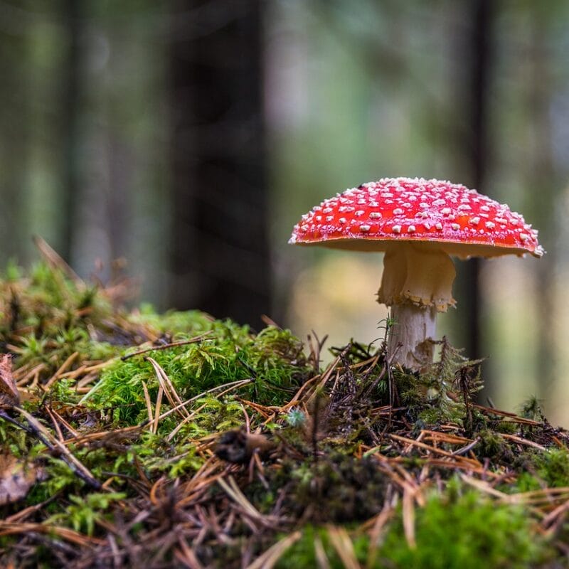 Shrooms Online in Canada | 3 Amigos Canada