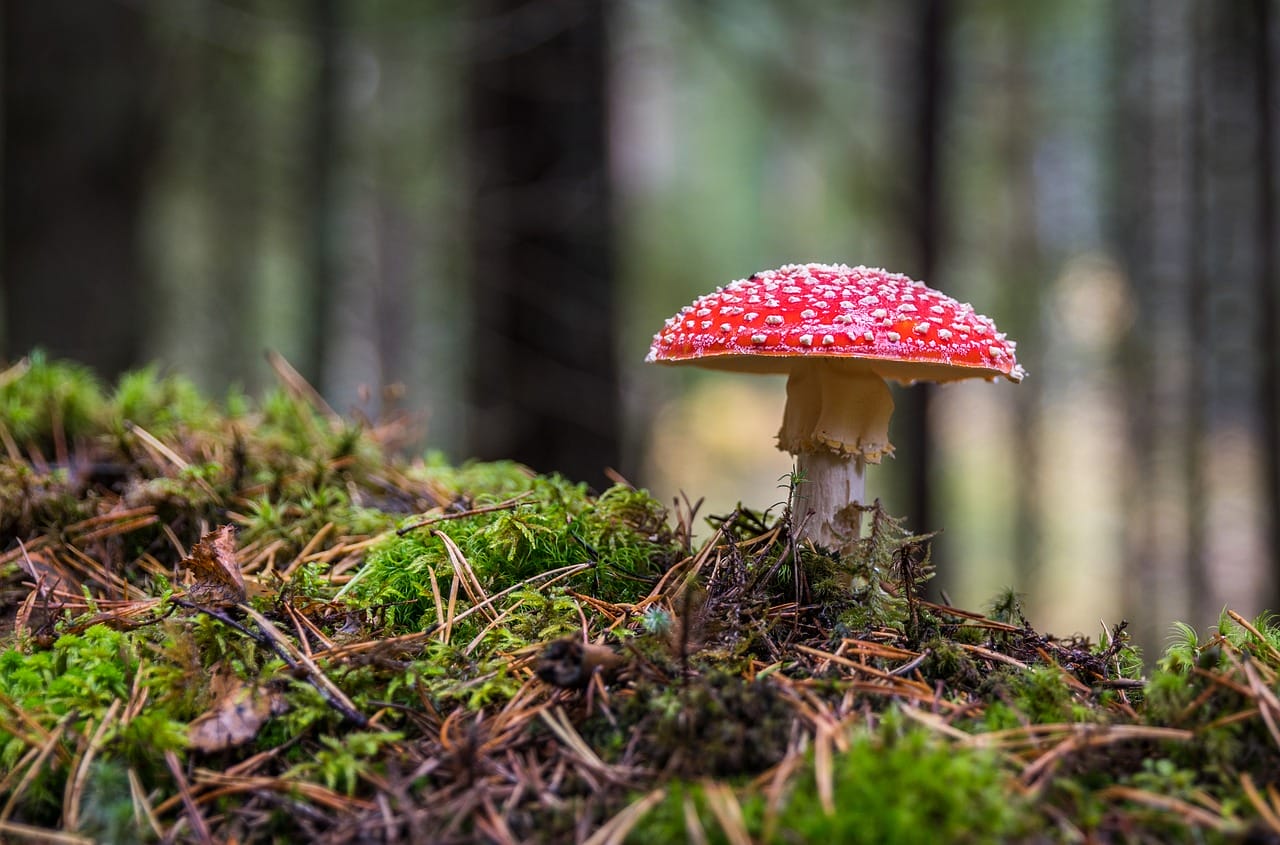 The Indispensability of Psilocybin in Canada’s Healthcare System
