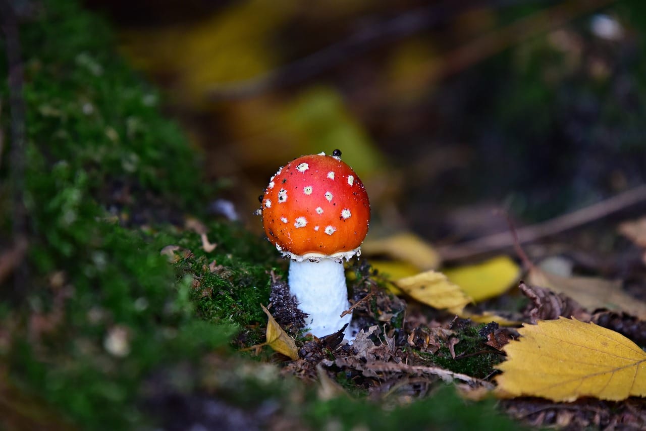 Can LSD Contribute to Happiness? Expert Insights
