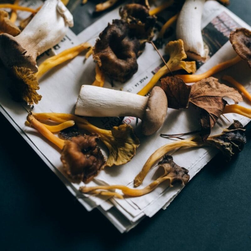 Mushroom chocolate at Zoomies Canada | 3 Amigos Canada