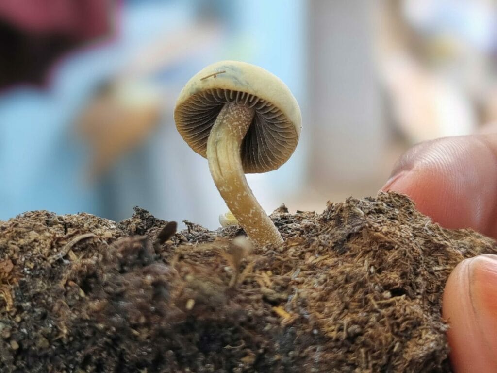 Athletes Resort to Psychedelics for Recovery After Severe Injuries Magic Mushroom Dispensary