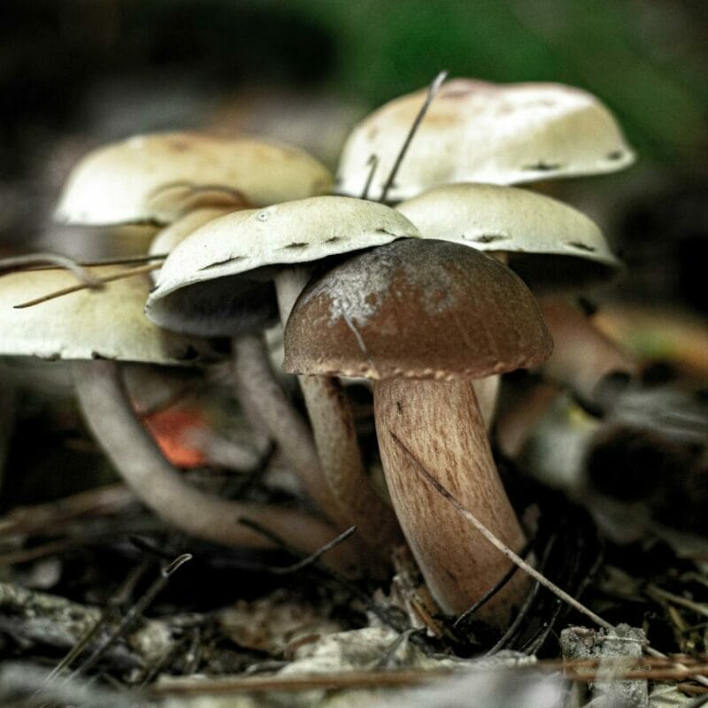 psilocybin mushroom | 3 Amigos Canada