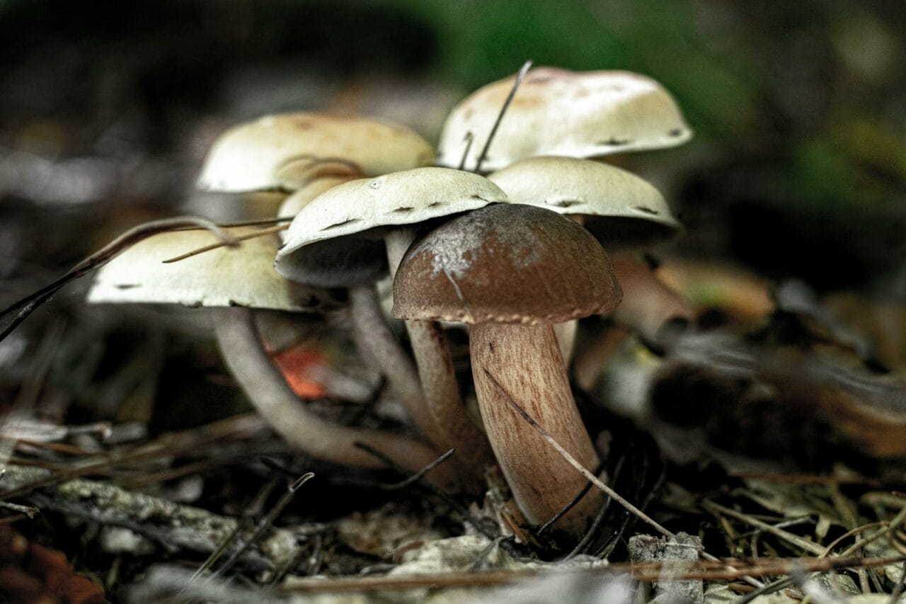 Brazilian vs Costa Rican Magic Mushrooms: Which One is Superior?