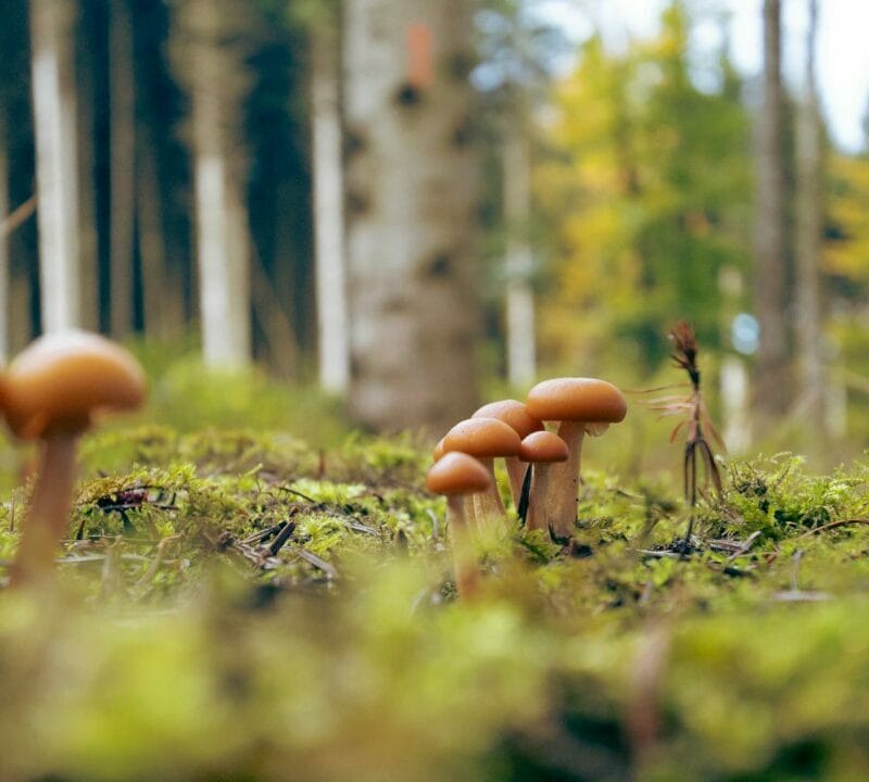 Magic Mushroom Dispensary | 3 Amigos Canada