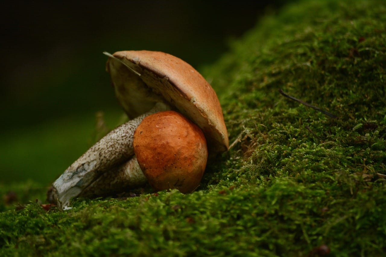 Five Fresh Mushroom Strains You Must Sample at our Vancouver Dispensary