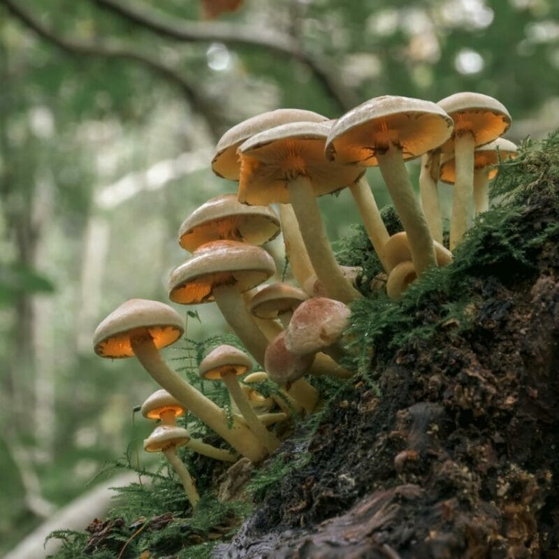 Shrooms online | 3 Amigos Canada
