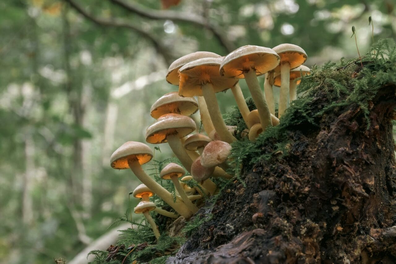 The Role of Psilocybin found in Magic Mushrooms in Enhancing Sexual Performance and Satisfaction