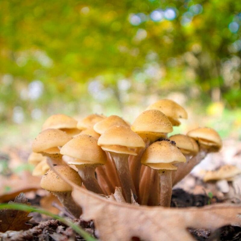 Shrooms Canada | 3 Amigos Canada