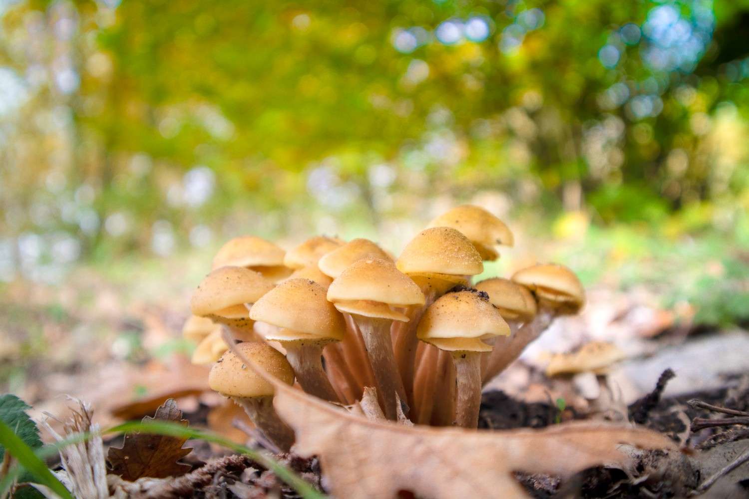 The Global Phenomenon of Microdosing Psilocybin Mushrooms Spreads Beyond Canada