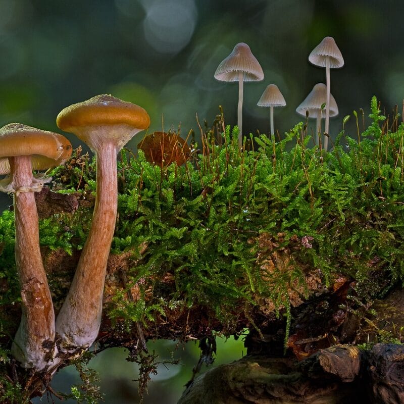 magic mushroom in Canada | 3 Amigos Canada