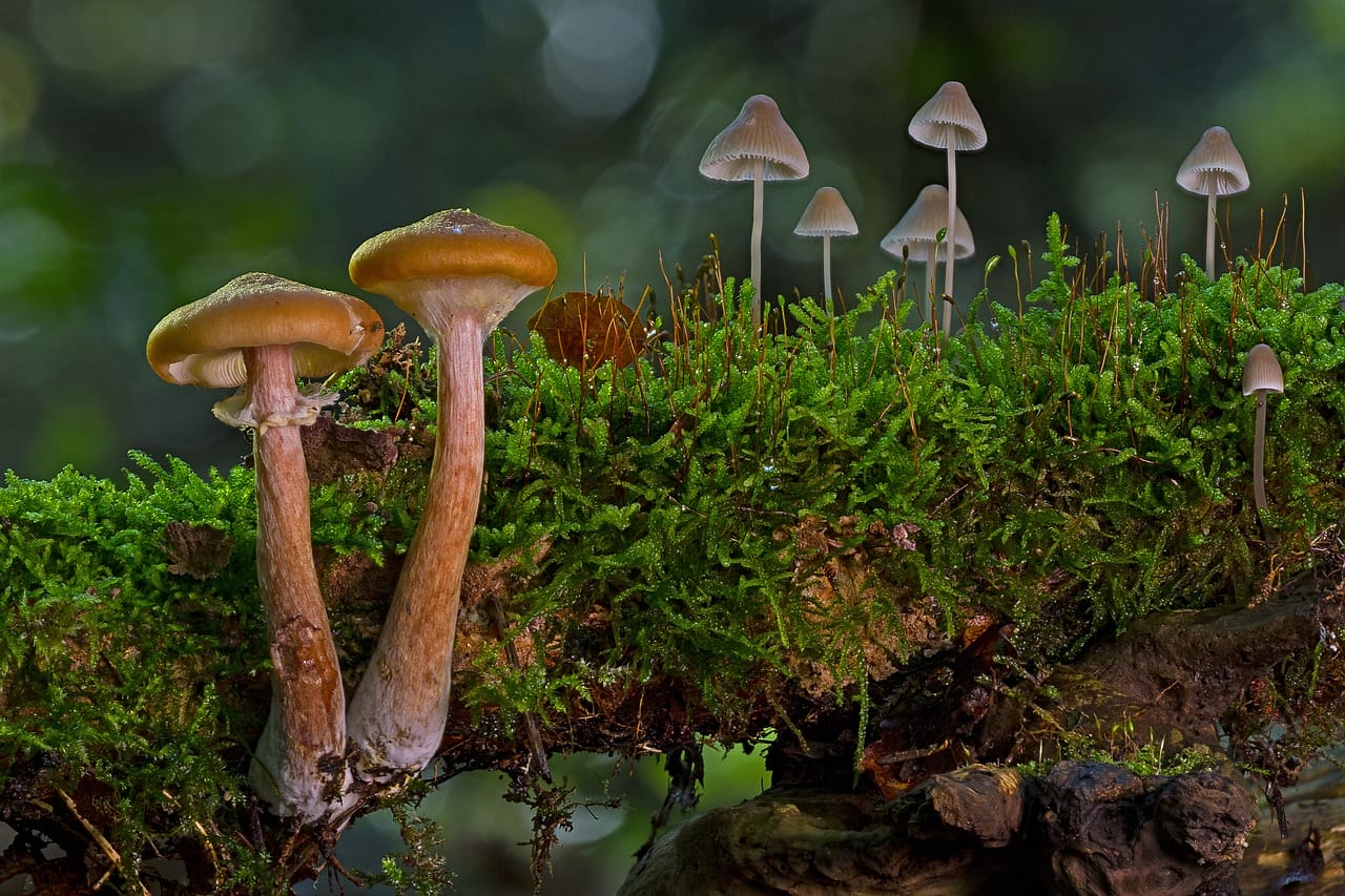 The Majority of Canadians, Eight out of Ten, Advocate for the Use of Psychedelic Mushrooms in Alleviating Existential Distress