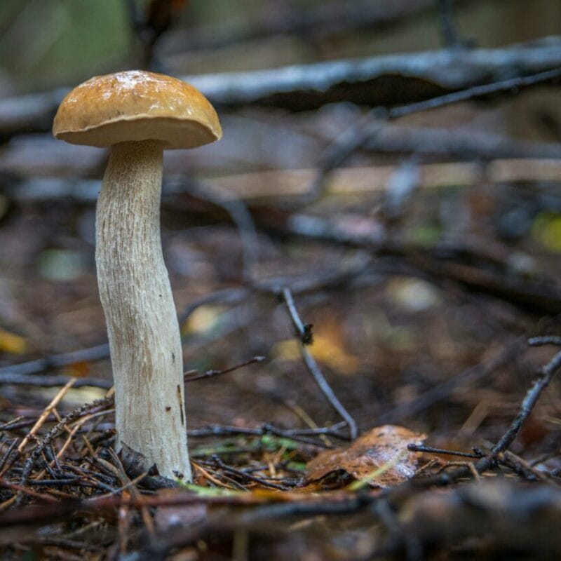Shrooms online | 3 Amigos Canada
