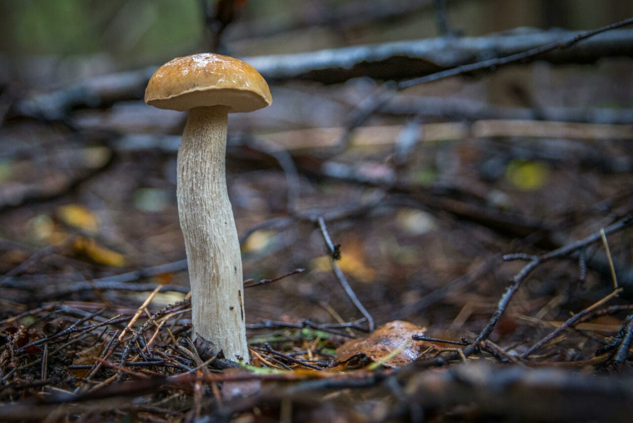 Recent Studies on Psychedelic Mushrooms Indicate Prolonged Neural Changes Could Benefit Mental Well-being