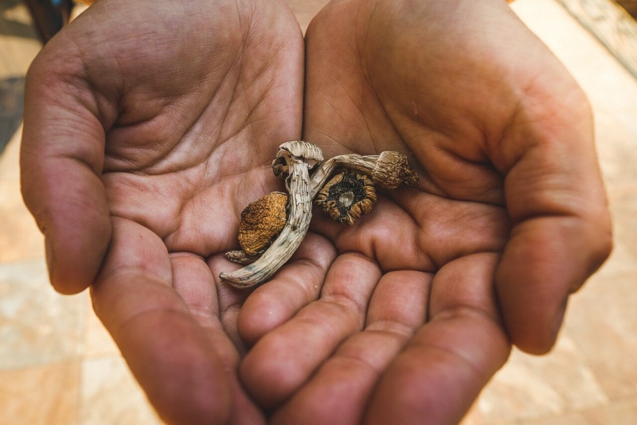 How does the experience of dried mushrooms compare to other psychedelic substances?