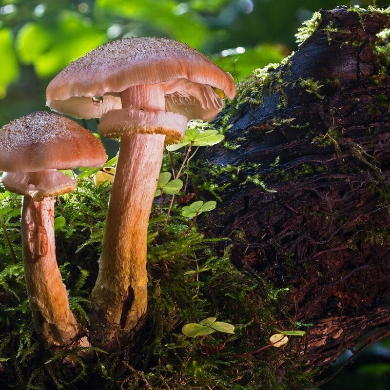 magic mushroom delivery | 3 Amigos Canada